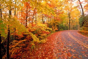 fall-road1