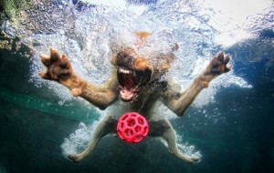 underwater dog
